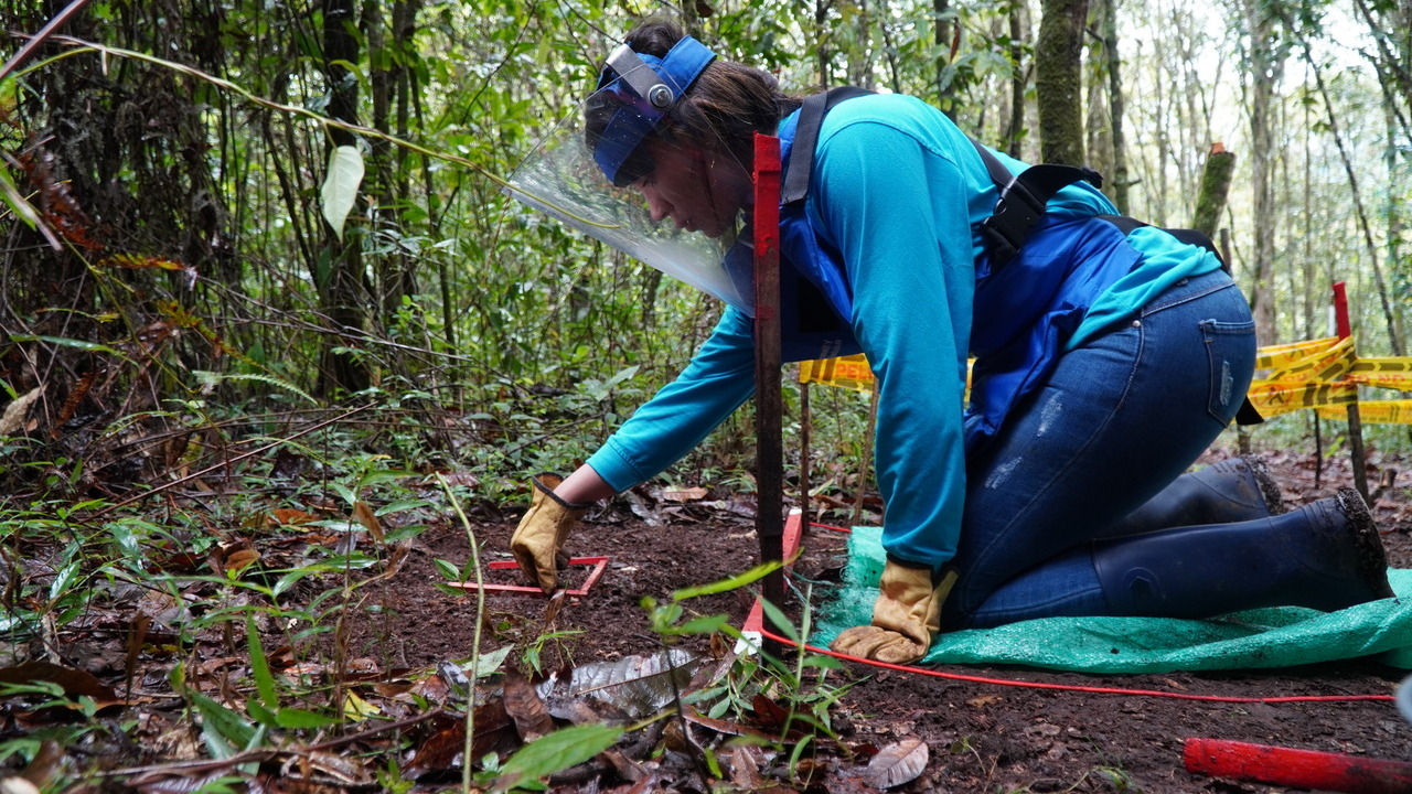 In the humid region of the Inzá mountains, a deminer carries out demining operations in a contaminated area.