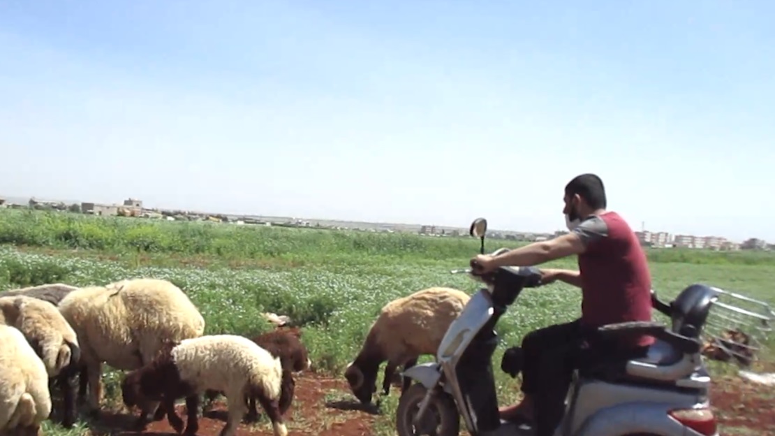 Faisal tending to his livestock with the help of his electric wheelchair surrounded by all his sheep.