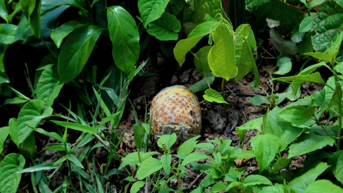 A cluster munition in a forest in Laos 
