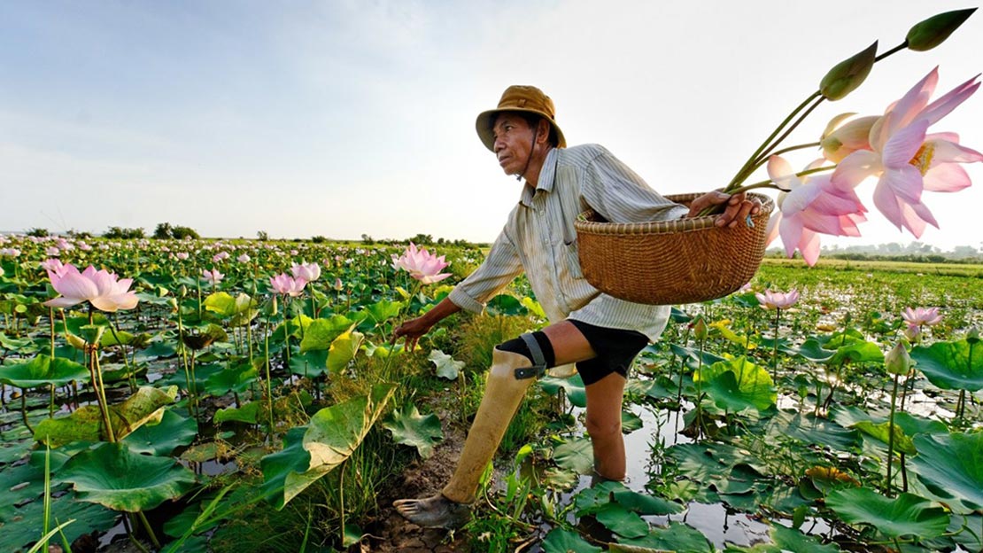 Hab Chorn, 53, lost his leg to a landmine in 1984. HI fitted him with a prosthesis and supported him to regain his independence. Today he works growing lotus flowers and is an active member of his community. 