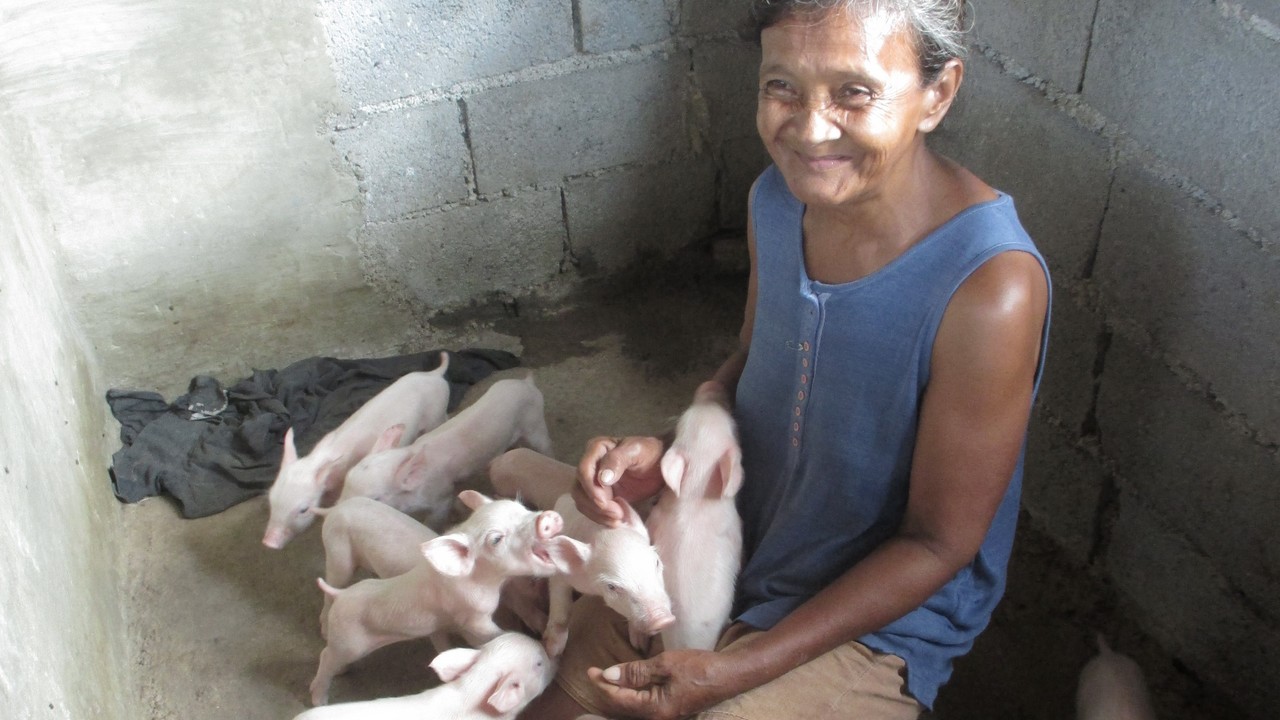 Erlinda with her 14 piglets. The Philippines.; }}