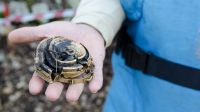 A Handicap International deminer holds part of a failed landmine. ; }}